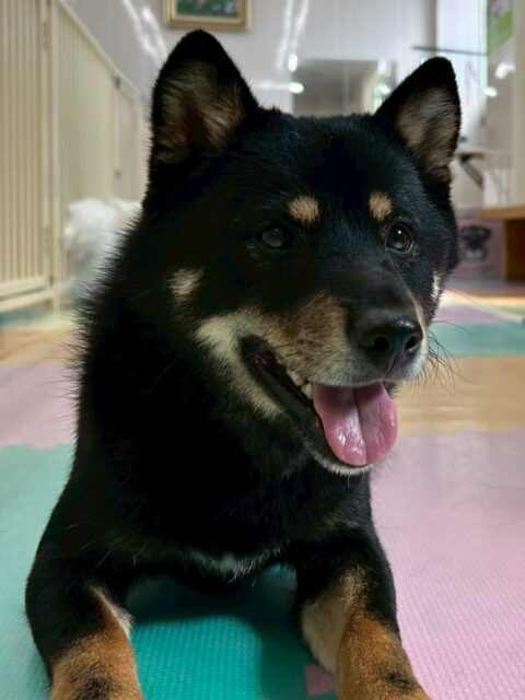 コタローちゃん🐶
本日園内では、北斗ちゃんや寅丸ちゃん達と激しいワンプロをしたり、お話し合いをしたりして非常に楽しそうに過ごしていました🤭
あまりに激しすぎてコタローちゃん以外みんな疲れてダウンしていました🤣
🐾🐶愛犬のお悩みご相談ください🐶🐾
@kenkohmura_official
↑フォロー待ってます↑
〒955-0091 新潟県三条市上須頃大割428−1
☎︎ 0256-35-2571
✉️ info@kenkohmura.jp
HP: https://kenkohmura.jp
LINE: https://lin.ee/7LIz5sb
#犬幸村#犬の幼稚園 #吠える、噛む #犬のしつけ #トイレ
柴犬柴犬可愛い柴犬大好き柴犬倶楽部