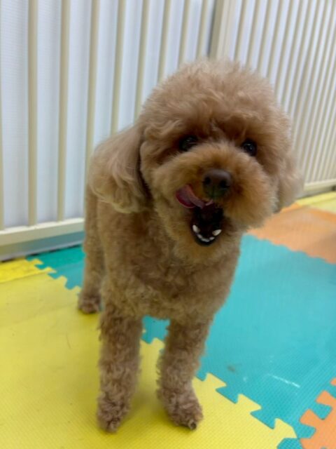 結希ちゃん🐶
本日もスタッフへの熱い構って目線やアピールをたくさんしてくれて可愛すぎました😍
シャンプーやお手入れなども上手にやらせてくれて非常にスムーズに終わらせることができました👍
🐾🐶愛犬のお悩みご相談ください🐶🐾
@kenkohmura_official
↑フォロー待ってます↑
〒955-0091 新潟県三条市上須頃大割428−1
☎︎ 0256-35-2571
✉️ info@kenkohmura.jp
HP: https://kenkohmura.jp
LINE: https://lin.ee/7LIz5sb
#犬幸村#犬の幼稚園 #吠える、噛む #犬のしつけ #トイレ
トイプートイプー可愛いトイプー大好きトイプー倶楽部