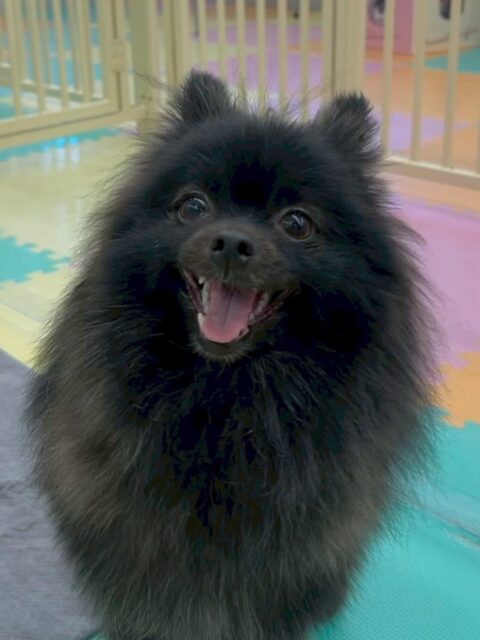 本日初来園のうにちゃん🐶
本日は朝からいろんな子達から匂いを嗅がれたり、挨拶をされたりして大人気でした🤭
匂いを嗅がれてもかなり堂々とした様子でした👍
🐾🐶愛犬のお悩みご相談ください🐶🐾
@kenkohmura_official
↑フォロー待ってます↑
〒955-0091 新潟県三条市上須頃大割428−1
☎︎ 0256-35-2571
✉️ info@kenkohmura.jp
HP: https://kenkohmura.jp
LINE: https://lin.ee/7LIz5sb
#犬幸村#犬の幼稚園 #吠える、噛む #犬のしつけ #トイレら
ポメラニアン