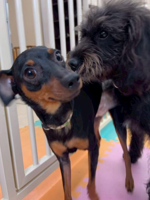 ちょこたんちゃん🐶
本日歯磨きトレーニングを開始して1年が経ちました🪥
歯の状態は極めて良好ですこのまま継続を意識して行いましょう👍
園内ではニッカちゃんやぽん太達と朝からみんなでワンプロをしたりしながらはしゃいで楽しそうに過ごしていました👍
🐾🐶愛犬のお悩みご相談ください🐶🐾
@kenkohmura_official
↑フォロー待ってます↑
〒955-0091 新潟県三条市上須頃大割428−1
☎︎ 0256-35-2571
✉️ info@kenkohmura.jp
HP: https://kenkohmura.jp
LINE: https://lin.ee/7LIz5sb
#犬幸村#犬の幼稚園 #吠える、噛む #犬のしつけ #トイレ
ミニピンミニピン可愛いミニピン大好きミニピン倶楽部