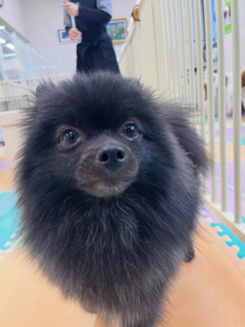 うにちゃん🐶
自分からニコペットにいるチワワちゃんの臭いを嗅ぎにいけていました🙌
⁡
お散歩トレーニングではニコペットスタッフさんに抱っこしてもらっていました✨
🐾🐶愛犬のお悩みご相談ください🐶🐾
@kenkohmura_official
 ↑フォロー待ってます↑

〒955-0091 新潟県三条市上須頃大割４２８−１
☎︎ 0256-35-2571
✉️ info@kenkohmura.jp
HP: https://kenkohmura.jp
LINE: https://lin.ee/7LIz5sb

#犬幸村#犬の幼稚園 #吠える噛む #犬のしつけ #トイレ
 ポメラニアン ポメラニアン可愛い ポメラニアンだいすき