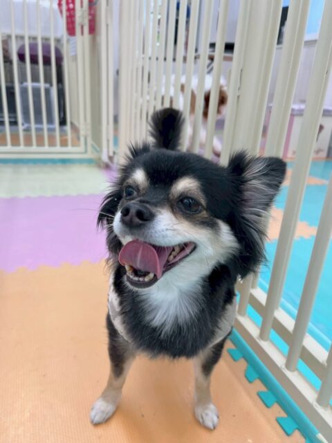 タッチちゃん🐶
本日はゴロー丸ちゃんとすっごく可愛い写真が撮れました😍園内ではみんなに匂いを嗅がれたり、むくちゃん、クッキーちゃん、ゴロー丸ちゃん達と挨拶をしあったりして上手にコミュニケーションが取れていました👍
お散歩トレーニングでは初めましてのニコペットのスタッフに触ってもらったりして緊張気味でしたが頑張ってくれました👏
🐾🐶愛犬のお悩みご相談ください🐶🐾
@kenkohmura_official
↑フォロー待ってます↑
〒955-0091 新潟県三条市上須頃大割428−1
☎︎ 0256-35-2571
✉️ info@kenkohmura.jp
HP: https://kenkohmura.jp
LINE: https://lin.ee/7LIz5sb
#犬幸村#犬の幼稚園 #吠える、噛む #犬のしつけ #トイレ
チワワチワワ可愛いチワワ大好きチワワ倶楽部