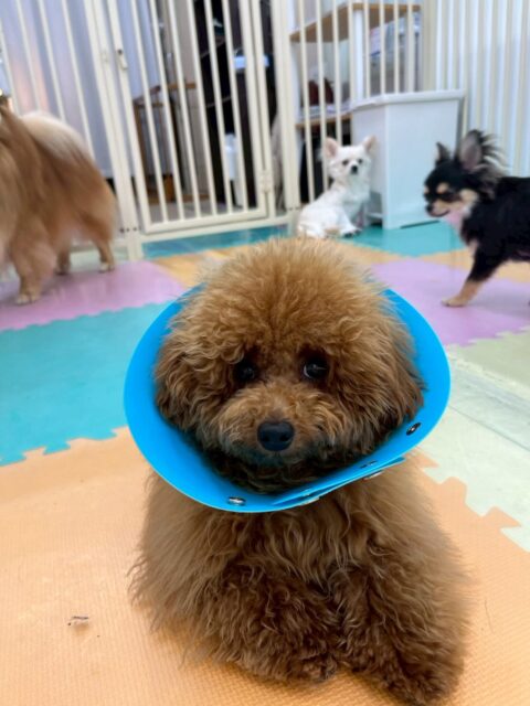 ププちゃん
本日もおとなしい組のみんなで仲良く、ワンプロをしたり、走り回ったりして楽しんでいました🤭
ニコペットのちびっ子達とも楽しそうに遊べていてよかったです👏
🐾🐶愛犬のお悩みご相談ください🐶🐾
@kenkohmura_official
↑フォロー待ってます↑
〒955-0091 新潟県三条市上須頃大割428−1
☎︎ 0256-35-2571
✉️ info@kenkohmura.jp
HP: https://kenkohmura.jp
LINE: https://lin.ee/7LIz5sb
#犬幸村#犬の幼稚園 #吠える、噛む #犬のしつけ #トイレ
トイプートイプー可愛いトイプー大好きトイプー倶楽部