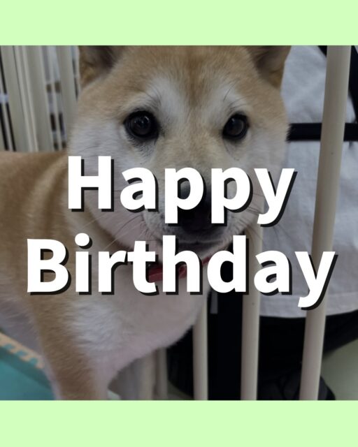 寅丸ちゃん🐶
お誕生日おめでとうございます🎂👏🏻
のりまきちゃんやニッカちゃんと激しくおしゃべりしていました😆
⁡
レーキングやお散歩トレーニング頑張っていました！！
🐾🐶愛犬のお悩みご相談ください🐶🐾
@kenkohmura_official
 ↑フォロー待ってます↑

〒955-0091 新潟県三条市上須頃大割４２８−１
☎︎ 0256-35-2571
✉️ info@kenkohmura.jp
HP: https://kenkohmura.jp
LINE: https://lin.ee/7LIz5sb

#犬幸村#犬の幼稚園 #吠える噛む #犬のしつけ #トイレ
 豆柴 豆柴可愛い 豆柴大好き