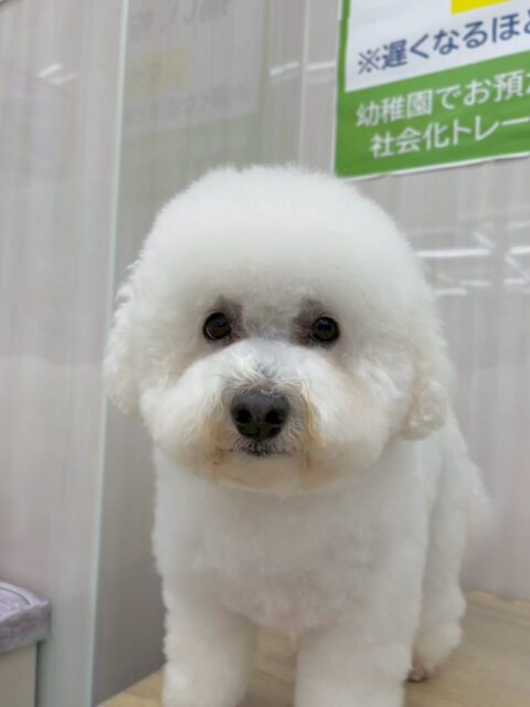 よもぎちゃん🐶
本日はかなり園内を動き回ったり、他の子達と交流がありました👍
むくちゃんやププちゃん、モコちゃん達に匂いを嗅がれたりひっくり返りあってお互いにお腹を見せたりしていました🤭
🐾🐶愛犬のお悩みご相談ください🐶🐾
@kenkohmura_official
↑フォロー待ってます↑
〒955-0091 新潟県三条市上須頃大割428−1
☎︎ 0256-35-2571
✉️ info@kenkohmura.jp
HP: https://kenkohmura.jp
LINE: https://lin.ee/7LIz5sb
#犬幸村#犬の幼稚園 #吠える、噛む #犬のしつけ #トイレ
ミックスミックス犬ミックス犬可愛いミックス犬大好きミックス犬倶楽部