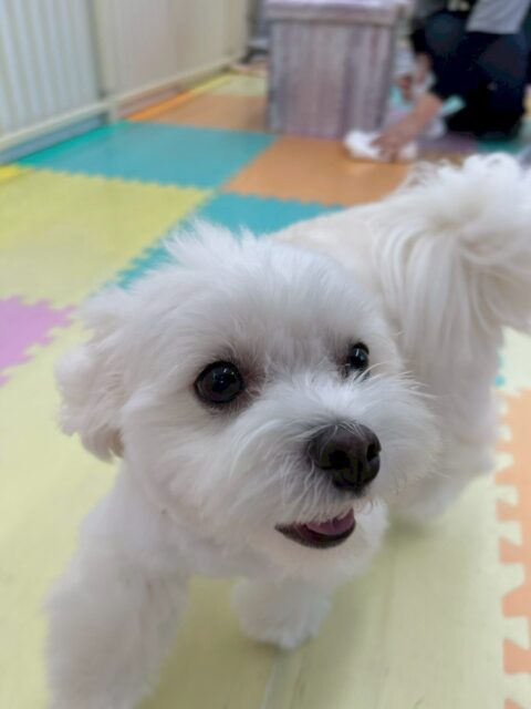 むくちゃん🐶
本日はよもぎちゃんやゴロー丸ちゃん、タッチちゃん達に遊びを誘ってくれたり、匂いを嗅ぎ合ったりして楽しんでくれていました👍
🐾🐶愛犬のお悩みご相談ください🐶🐾
@kenkohmura_official
↑フォロー待ってます↑
〒955-0091 新潟県三条市上須頃大割428−1
☎︎ 0256-35-2571
✉️ info@kenkohmura.jp
HP: https://kenkohmura.jp
LINE: https://lin.ee/7LIz5sb
#犬幸村#犬の幼稚園 #吠える、噛む #犬のしつけ #トイレ
ミックスミックス犬ミックス犬可愛いミックス犬倶楽部