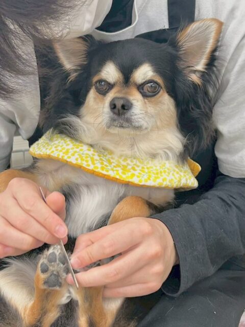 ゴロー丸ちゃん🐶
タッチちゃんと似ている写真をあまりにも可愛いので載せさせていただきました😍
園内ではむくちゃんやタッチちゃん、クッキーちゃん達と匂いを嗅ぎ合ったり、挨拶をしあったりしていました👍
お散歩トレーニングでは初めましてのニコペットスタッフと一緒に歩いたり、触ってもらったりして上手に歩けていました👍
🐾🐶愛犬のお悩みご相談ください🐶🐾
@kenkohmura_official
↑フォロー待ってます↑
〒955-0091 新潟県三条市上須頃大割428−1
☎︎ 0256-35-2571
✉️ info@kenkohmura.jp
HP: https://kenkohmura.jp
LINE: https://lin.ee/7LIz5sb
#犬幸村#犬の幼稚園 #吠える、噛む #犬のしつけ #トイレ
チワワチワワ可愛いチワワ大好きチワワ倶楽部