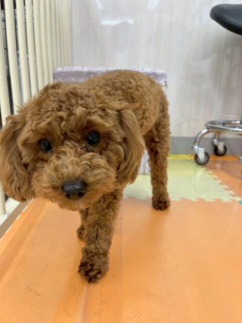 モカちゃん🐶
本日は、朝からププちゃんやぽん太達と走り回ったり、園内ではワンプロをしたりして過ごしていました🤭
非常に朝からテンションが高く、遊びすぎたのか夕方にはスタッフの近くでぐっすりお休みしていました🤣
🐾🐶愛犬のお悩みご相談ください🐶🐾
@kenkohmura_official
↑フォロー待ってます↑
〒955-0091 新潟県三条市上須頃大割428−1
☎︎ 0256-35-2571
✉️ info@kenkohmura.jp
HP: https://kenkohmura.jp
LINE: https://lin.ee/7LIz5sb
#犬幸村#犬の幼稚園 #吠える、噛む #犬のしつけ #トイレ
トイプートイプー可愛いトイプー大好きトイプー倶楽部