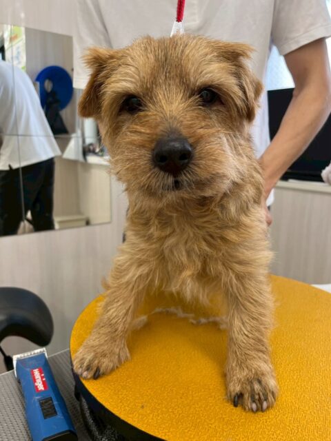 ゴローちゃん🐶
本日は、モカちゃんやちょこたんちゃん、ぽん太達の匂いを嗅いだり、挨拶をしたりしていました👍みんなから挨拶を返されて嬉しそうにしていました🤭
🐾🐶愛犬のお悩みご相談ください🐶🐾
@kenkohmura_official
↑フォロー待ってます↑
〒955-0091 新潟県三条市上須頃大割428−1
☎︎ 0256-35-2571
✉️ info@kenkohmura.jp
HP: https://kenkohmura.jp
LINE: https://lin.ee/7LIz5sb
#犬幸村#犬の幼稚園 #吠える、噛む #犬のしつけ #トイレ
ノーフォークテリアノーフォークテリア可愛いノーフォークテリア大好き