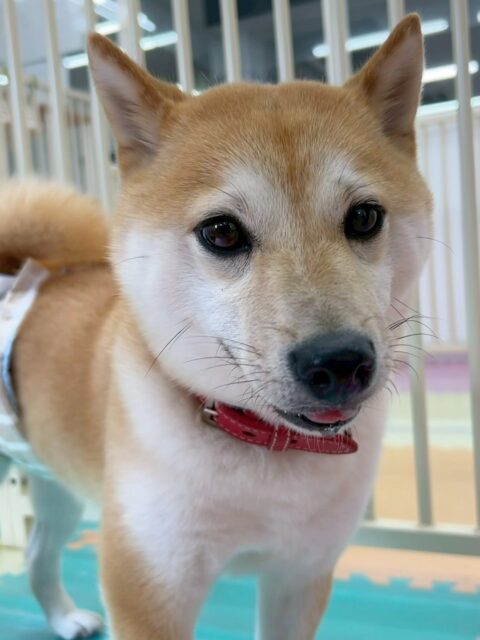 寅丸ちゃん🐶
歯磨きトレーニングを頑張ってくれているおかげで健康な歯を保てています🪥この調子で続けていきましょう🦷✨
園内ではコタローちゃんや北斗ちゃんと沢山おしゃべりしていました😆
🐾🐶愛犬のお悩みご相談ください🐶🐾
@kenkohmura_official
↑フォロー待ってます↑
〒955-0091 新潟県三条市上須頃大割428−1
☎︎ 0256-35-2571
✉️ info@kenkohmura.jp
HP: https://kenkohmura.jp
LINE: https://lin.ee/7LIz5sb
#犬幸村#犬の幼稚園 #吠える、噛む #犬のしつけ #トイレ
柴犬 柴 しば