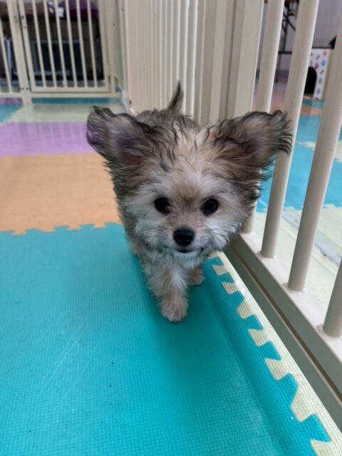 福実ちゃん🐶
本日トイレトレーニング最終日でした‼️最後まで非常に頑張ってくれて3日間ともミスなく終われてよかったです👏

園内ではちーずちゃんや神威ちゃん達に遊びに誘われたり、匂いを嗅がれたりして上手にコミュニケーションをとっていました🤭

🐾🐶愛犬のお悩みご相談ください🐶🐾
@kenkohmura_official
 ↑フォロー待ってます↑

〒955-0091 新潟県三条市上須頃大割４２８−１
☎︎ 0256-35-2571
✉️ info@kenkohmura.jp
HP: https://kenkohmura.jp
LINE: https://lin.ee/7LIz5sb

#犬幸村#犬の幼稚園 #吠える、噛む #犬のしつけ #トイレ
ミックスミックス犬ミックス犬可愛いミックス犬倶楽部