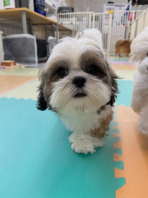 マルちゃん🐶
ニコペットにいるチワワちゃんと楽しそうに遊んだりしていました🎶
⁡
カットでは少しまだいやいやありましたが頑張っていました✂️
🐾🐶愛犬のお悩みご相談ください🐶🐾
@kenkohmura_official
 ↑フォロー待ってます↑

〒955-0091 新潟県三条市上須頃大割４２８−１
☎︎ 0256-35-2571
✉️ info@kenkohmura.jp
HP: https://kenkohmura.jp
LINE: https://lin.ee/7LIz5sb

#犬幸村#犬の幼稚園 #吠える噛む #犬のしつけ #トイレ
 シーズー シーズーかわいい シーズーだいすき