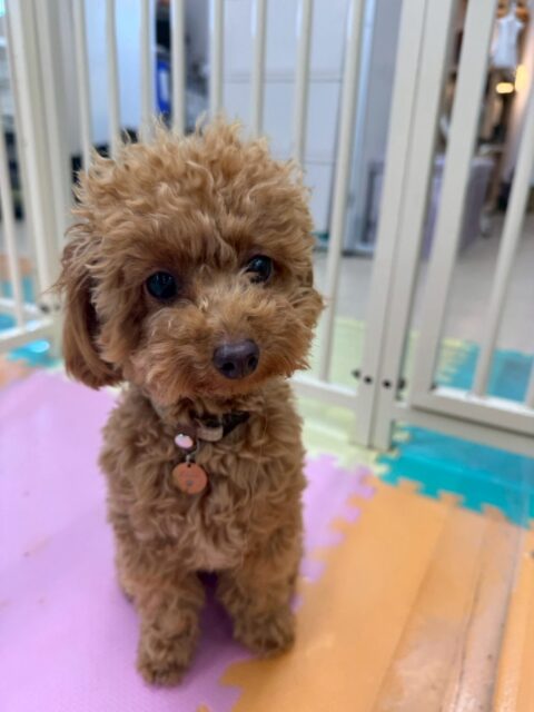 ルナちゃん🐶
本日はまろちゃんやニコペットのスタッフの子達に匂いを嗅がれたり、挨拶をされたりして自分から匂いを嗅いだり、挨拶もできていたので非常に良かったです👏
🐾🐶愛犬のお悩みご相談ください🐶🐾
@kenkohmura_official
↑フォロー待ってます↑
〒955-0091 新潟県三条市上須頃大割428−1
☎︎ 0256-35-2571
✉️ info@kenkohmura.jp
HP: https://kenkohmura.jp
LINE: https://lin.ee/7LIz5sb
#犬幸村#犬の幼稚園 #吠える、噛む #犬のしつけ #トイレ
トイプートイプー可愛いトイプー大好きトイプー倶楽部