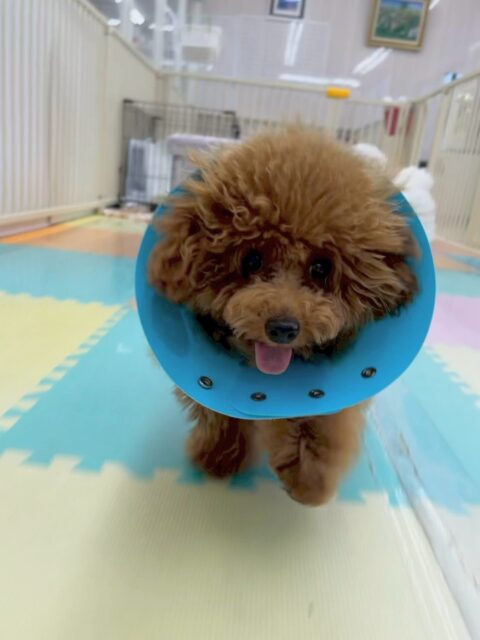 ププちゃん🐶
本日はモカちゃんやぽん太、ニコペットのちびっ子達と一緒に元気よく走り回ったりして楽しんでいました🤭
相変わらず元気よくみんなともフレンドリーなププちゃんでした👏
🐾🐶愛犬のお悩みご相談ください🐶🐾
@kenkohmura_official
↑フォロー待ってます↑
〒955-0091 新潟県三条市上須頃大割428−1
☎︎ 0256-35-2571
✉️ info@kenkohmura.jp
HP: https://kenkohmura.jp
LINE: https://lin.ee/7LIz5sb
#犬幸村#犬の幼稚園 #吠える、噛む #犬のしつけ #トイレ
トイプートイプー可愛いトイプー大好きトイプー倶楽部トイプー可愛いすぎる