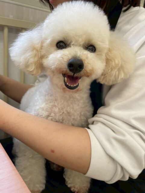 こむぎちゃん🐶
神楽と挨拶したりスタッフにあまえたりしていました🙌
🐾🐶愛犬のお悩みご相談ください🐶🐾
@kenkohmura_official
 ↑フォロー待ってます↑

〒955-0091 新潟県三条市上須頃大割４２８−１
☎︎ 0256-35-2571
✉️ info@kenkohmura.jp
HP: https://kenkohmura.jp
LINE: https://lin.ee/7LIz5sb

#犬幸村#犬の幼稚園 #吠える噛む #犬のしつけ #トイレ
 トイプードル トイプードルだいすき トイプードル可愛い