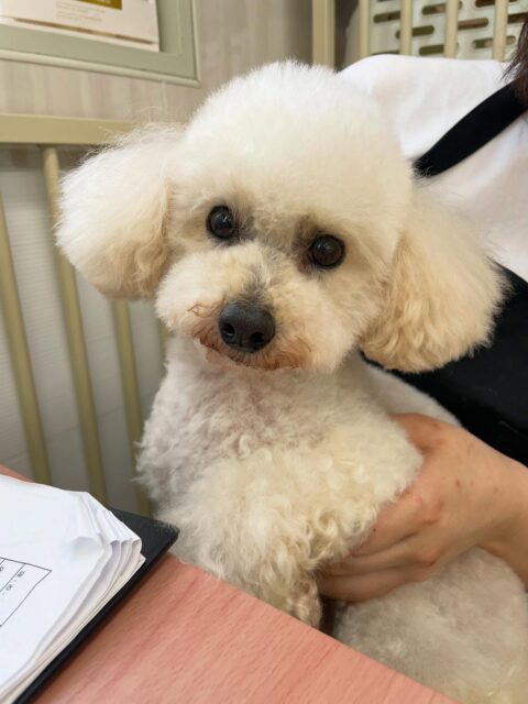 こむぎちゃん🐶
今日は園内を探検しながらスタッフに挨拶してくれました😊色んな子たちがこむぎちゃんに近づくと「近づきすぎよ！」と伝えていました🤣
カットでは眠いのを我慢して頑張ってくれました👏✨

🐾🐶愛犬のお悩みご相談ください🐶🐾
@kenkohmura_official
 ↑フォロー待ってます↑

〒955-0091 新潟県三条市上須頃大割４２８−１
☎︎ 0256-35-2571
✉️ info@kenkohmura.jp
HP: https://kenkohmura.jp
LINE: https://lin.ee/7LIz5sb

#犬幸村#犬の幼稚園 #吠える、噛む #犬のしつけ #トイレ
トイプードル　トイプー　といぷー