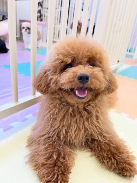 ププちゃん🐶
ニコペットにいる子達やモカちゃんと楽しそうに遊んでいました🎶
お散歩トレーニングではルンルンで本日も楽しそうでした✨
🐾🐶愛犬のお悩みご相談ください🐶🐾
@kenkohmura_official
 ↑フォロー待ってます↑

〒955-0091 新潟県三条市上須頃大割４２８−１
☎︎ 0256-35-2571
✉️ info@kenkohmura.jp
HP: https://kenkohmura.jp
LINE: https://lin.ee/7LIz5sb

#犬幸村#犬の幼稚園 #吠える噛む #犬のしつけ #トイレ
 トイプードル トイプードル可愛い トイプードルだいすき