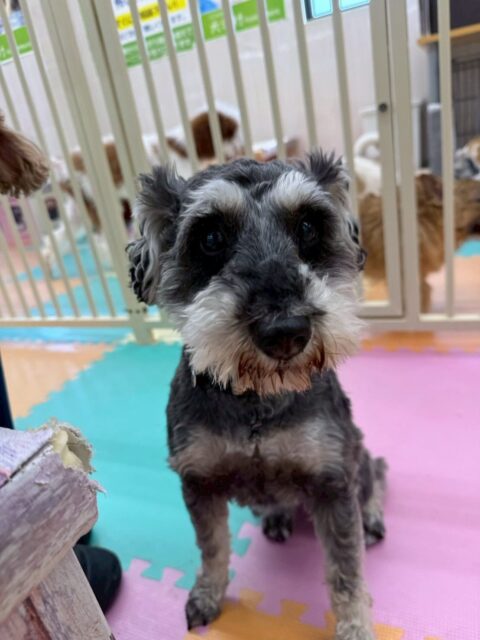 幼稚園体験に来てくれました🐶
1頭目の子は緊張していましたがなれてきたら自分から挨拶にいったりと頑張っていました🙌
2頭目の子はスタッフに甘えたきたりして幼稚園の歩き回ったりしていました😁
🐾🐶愛犬のお悩みご相談ください🐶🐾
@kenkohmura_official
↑フォロー待ってます↑
〒955-0091 新潟県三条市上須頃大割428−1
☎︎ 0256-35-2571
✉️ info@kenkohmura.jp
HP: https://kenkohmura.jp
LINE: https://lin.ee/7LIz5sb
#犬幸村#犬の幼稚園 #吠える噛む #犬のしつけ #トイレ
ミニチュアシュナウザー ミニチュアシュナウザーかわいい ポメラニアン ポメラニアンだいすき