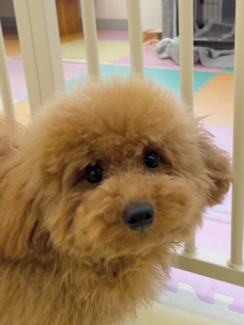 ププちゃん🐶
ポコちゃんやニコペットにいる子達と楽しそうに遊んでいました✨
お散歩トレーニングでは今日もルンルンで楽しそうでした🎶
🐾🐶愛犬のお悩みご相談ください🐶🐾
@kenkohmura_official
 ↑フォロー待ってます↑

〒955-0091 新潟県三条市上須頃大割４２８−１
☎︎ 0256-35-2571
✉️ info@kenkohmura.jp
HP: https://kenkohmura.jp
LINE: https://lin.ee/7LIz5sb

#犬幸村#犬の幼稚園 #吠える噛む #犬のしつけ #トイレ
 トイプードル トイプードル可愛い トイプードルだいすき