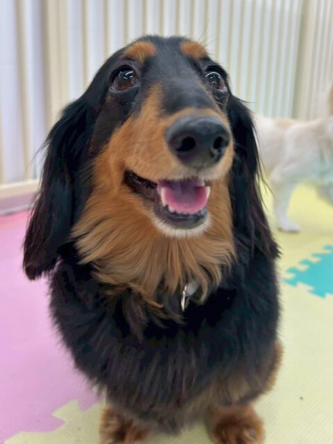 クッキーちゃん🐶
歯磨きトレーニングを頑張ってくれているおかげで健康な歯を保てています🪥この調子で続けていきましょう🦷✨
今日はきりまるちゃんとまろちゃんのことが気に入ったようで挨拶をしたり、一生懸命ふたりを追いかけたりしていました😊
🐾🐶愛犬のお悩みご相談ください🐶🐾
@kenkohmura_official
↑フォロー待ってます↑
〒955-0091 新潟県三条市上須頃大割428−1
☎︎ 0256-35-2571
✉️ info@kenkohmura.jp
HP: https://kenkohmura.jp
LINE: https://lin.ee/7LIz5sb
#犬幸村#犬の幼稚園 #吠える、噛む #犬のしつけ #トイレ
ミニチュアダックスフンド ダックスフンド ダックス