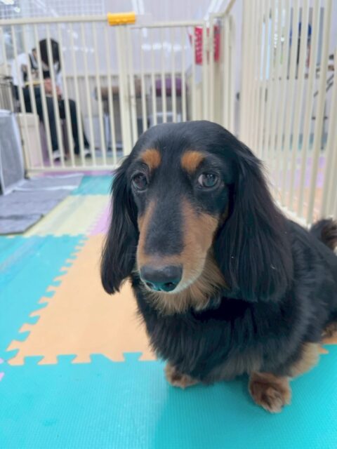 クッキーちゃん🐶
本日はむくちゃんやタッチちゃん、ニコペットのちびっ子達にたくさん匂いを嗅がれたり、みんなから挨拶をされたりして大人気でした🤭
🐾🐶愛犬のお悩みご相談ください🐶🐾
@kenkohmura_official
↑フォロー待ってます↑
〒955-0091 新潟県三条市上須頃大割428−1
☎︎ 0256-35-2571
✉️ info@kenkohmura.jp
HP: https://kenkohmura.jp
LINE: https://lin.ee/7LIz5sb
#犬幸村#犬の幼稚園 #吠える、噛む #犬のしつけ #トイレ
ダックス大好きダックス可愛いダックス倶楽部ダックス