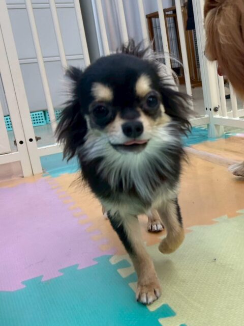 きりまるちゃん&まろちゃん🐶
本日きりまるちゃんはニコペットのちびっ子達やププちゃん、ぽん太達と走り回ったりワンプロをしたりして楽しんでいました🤭スタッフにも甘えてきてくれて可愛すぎました
まろちゃんはスタッフの手の上で、すやすやゆっくりタイム可愛すぎますね😍
園内では、もこちゃんやシロちゃん達と匂いを嗅ぎ合ったり、挨拶をしあったりして上手にコミュニケーションを取っていました🤭
🐾🐶愛犬のお悩みご相談ください🐶🐾
@kenkohmura_official
↑フォロー待ってます↑
〒955-0091 新潟県三条市上須頃大割428−1
☎︎ 0256-35-2571
✉️ info@kenkohmura.jp
HP: https://kenkohmura.jp
LINE: https://lin.ee/7LIz5sb
#犬幸村#犬の幼稚園 #吠える、噛む #犬のしつけ #トイレ
チワワチワワ可愛いチワワ大好きチワワ倶楽部