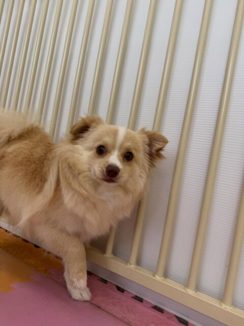 本日幼稚園体験に来てくれました🐶
最初はかなり緊張した様子で周りを伺っていましたが、だんだん慣れ的のかみんなに混ざってお話をしたり、園内を歩き回ったりできていました👍
次はお友達を作れるように頑張っていきましょう✊

🐾🐶愛犬のお悩みご相談ください🐶🐾
@kenkohmura_official
 ↑フォロー待ってます↑

〒955-0091 新潟県三条市上須頃大割４２８−１
☎︎ 0256-35-2571
✉️ info@kenkohmura.jp
HP: https://kenkohmura.jp
LINE: https://lin.ee/7LIz5sb

#犬幸村#犬の幼稚園 #吠える、噛む #犬のしつけ #トイレ
ミックスミックス犬ミックス犬可愛いミックス犬大好きミックス犬倶楽部