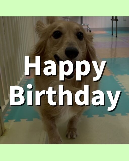 ココアちゃん🐶
4歳のお誕生日おめでとうございます🎉🎉🎉
ココアちゃんにとって楽しい素敵な1年になりますように☺️
園内ではお店の小さい子達やぽんたちゃんと挨拶をしたり、走り回ったりしていました😆お手入れではいつもより落ち着いてさせてくれました👏
🐾🐶愛犬のお悩みご相談ください🐶🐾
@kenkohmura_official
↑フォロー待ってます↑
〒955-0091 新潟県三条市上須頃大割428−1
☎︎ 0256-35-2571
✉️ info@kenkohmura.jp
HP: https://kenkohmura.jp
LINE: https://lin.ee/7LIz5sb
#犬幸村#犬の幼稚園 #吠える、噛む #犬のしつけ #トイレ
ミックス犬 mix犬 ミックス犬だいすき