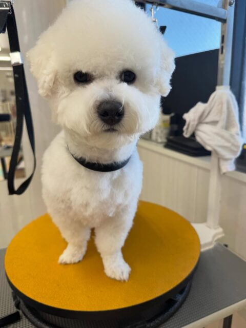 明日木曜日休園日です🐶
🐾🐶愛犬のお悩みご相談ください🐶🐾
@kenkohmura_official
↑フォロー待ってます↑
〒955-0091 新潟県三条市上須頃大割428−1
☎︎ 0256-35-2571
✉️ info@kenkohmura.jp
HP: https://kenkohmura.jp
LINE: https://lin.ee/7LIz5sb
#犬幸村#犬の幼稚園 #吠える、噛む #犬のしつけ #トイレ