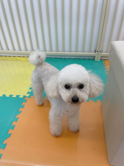 こむぎちゃん🐶
今日はむくちゃんやクッキーちゃんの匂いを嗅いだりしていました😊
スタッフが近づくとすぐに甘えてくる姿が可愛かったです🥰

🐾🐶愛犬のお悩みご相談ください🐶🐾
@kenkohmura_official
 ↑フォロー待ってます↑

〒955-0091 新潟県三条市上須頃大割４２８−１
☎︎ 0256-35-2571
✉️ info@kenkohmura.jp
HP: https://kenkohmura.jp
LINE: https://lin.ee/7LIz5sb

#犬幸村#犬の幼稚園 #吠える、噛む #犬のしつけ #トイレ
トイプードル　トイプー　といぷー