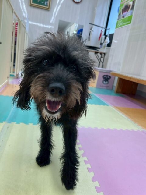 ニッカちゃん🐶
本日はちょこたんちゃんや、ちょこちゃん、チャリーちゃんぽん太達と激しく楽しく走り回ったり、ワンプロをしたりして楽しんでいました👍
🐾🐶愛犬のお悩みご相談ください🐶🐾
@kenkohmura_official
↑フォロー待ってます↑
〒955-0091 新潟県三条市上須頃大割428−1
☎︎ 0256-35-2571
✉️ info@kenkohmura.jp
HP: https://kenkohmura.jp
LINE: https://lin.ee/7LIz5sb
#犬幸村#犬の幼稚園 #吠える、噛む #犬のしつけ #トイレ
ミックスミックス犬ミックス犬可愛いミックス犬大好き
