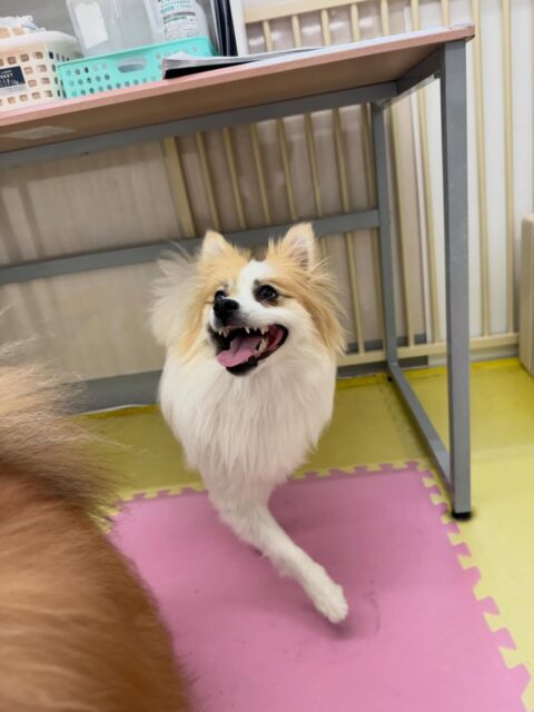 めんまちゃん🐶
本日は自分からうにちゃんやニコペットのスタッフ犬を遊びに誘ったり、みんなで走り回ったりすることができていました👍

🐾🐶愛犬のお悩みご相談ください🐶🐾
@kenkohmura_official
 ↑フォロー待ってます↑

〒955-0091 新潟県三条市上須頃大割４２８−１
☎︎ 0256-35-2571
✉️ info@kenkohmura.jp
HP: https://kenkohmura.jp
LINE: https://lin.ee/7LIz5sb

#犬幸村#犬の幼稚園 #吠える、噛む #犬のしつけ #トイレ
ポメラニアンポメラニアン可愛いポメラニアン大好きポメラニアン倶楽部