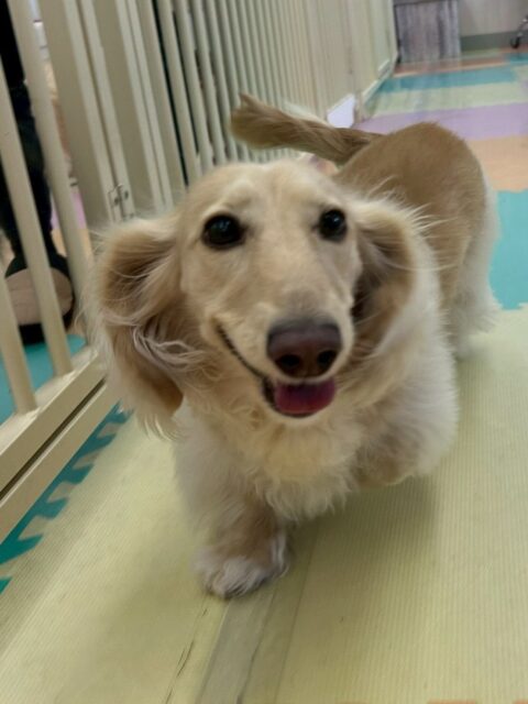 シロちゃん🐶
本日はベルちゃんやココアちゃん達と走り回ったり、駆け引きをして遊んだりして非常に楽しそうにして過ごしていました🤭
🐾🐶愛犬のお悩みご相談ください🐶🐾
@kenkohmura_official
↑フォロー待ってます↑
〒955-0091 新潟県三条市上須頃大割428−1
☎︎ 0256-35-2571
✉️ info@kenkohmura.jp
HP: https://kenkohmura.jp
LINE: https://lin.ee/7LIz5sb
#犬幸村#犬の幼稚園 #吠える、噛む #犬のしつけ #トイレ
ダックスダックス可愛いダックス倶楽部ダックス大好き