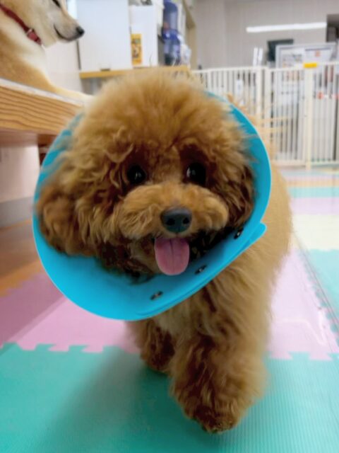 ププちゃん🐶
今日はお店の小さい子達やゆずちゃんと楽しそうに遊んでいました😊
仰向けでのブラッシングではリラックスして上手にやらせてくれました👏

🐾🐶愛犬のお悩みご相談ください🐶🐾
@kenkohmura_official
 ↑フォロー待ってます↑

〒955-0091 新潟県三条市上須頃大割４２８−１
☎︎ 0256-35-2571
✉️ info@kenkohmura.jp
HP: https://kenkohmura.jp
LINE: https://lin.ee/7LIz5sb

#犬幸村#犬の幼稚園 #吠える、噛む #犬のしつけ #トイレ
トイプードル　トイプー　といぷー