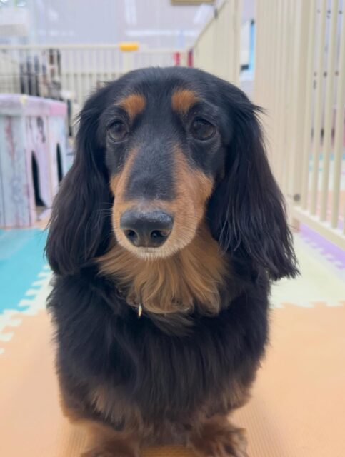 クッキーちゃん🐶
寅丸ちゃんと挨拶したり午後からは疲れたのかぐっすりお昼寝していました😁
🐾🐶愛犬のお悩みご相談ください🐶🐾
@kenkohmura_official
 ↑フォロー待ってます↑

〒955-0091 新潟県三条市上須頃大割４２８−１
☎︎ 0256-35-2571
✉️ info@kenkohmura.jp
HP: https://kenkohmura.jp
LINE: https://lin.ee/7LIz5sb

#犬幸村#犬の幼稚園 #吠える噛む #犬のしつけ #トイレ
 ミニチュアダックスフンド ミニチュアダックスフンド可愛い ミニチュアダックスフンドだいすき