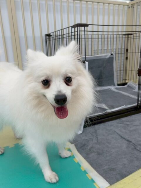 幸ちゃん🐶
本日はふうちゃんや、ププちゃん、ぽん太達と走り回ったり、ワンプロをしたりして盛り上がっていました🤭
みんなで楽しそうに遊べていてよかったです👏

お散歩トレーニングではかなり前よりも改善されたように感じました‼️こちらを見ながら歩けていたり、集中ができていてよかったです👍

🐾🐶愛犬のお悩みご相談ください🐶🐾
@kenkohmura_official
 ↑フォロー待ってます↑

〒955-0091 新潟県三条市上須頃大割４２８−１
☎︎ 0256-35-2571
✉️ info@kenkohmura.jp
HP: https://kenkohmura.jp
LINE: https://lin.ee/7LIz5sb

#犬幸村#犬の幼稚園 #吠える、噛む #犬のしつけ #トイレ
スピッツスピッツ可愛いスピッツ大好きスピッツ倶楽部