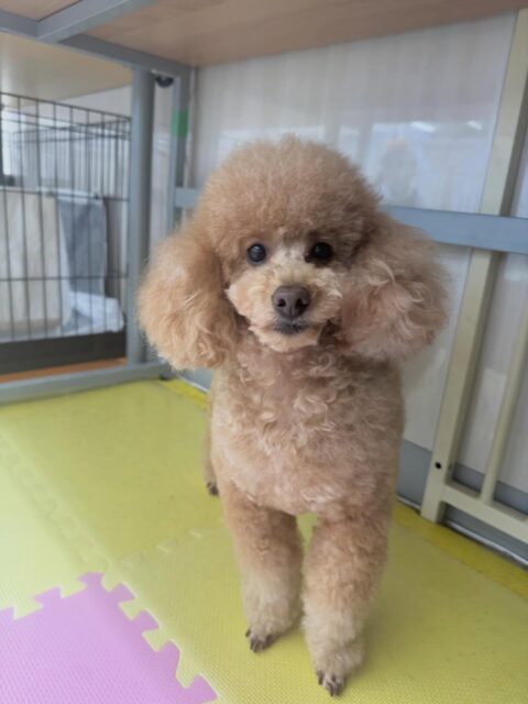 ポコちゃん🐶
本日ププちゃんやモカちゃん、ぽん太達とヤンチャに遊び回ったり、みんなで激しくワンプロをしあったりして遊び回っていました🤭

🐾🐶愛犬のお悩みご相談ください🐶🐾
@kenkohmura_official
 ↑フォロー待ってます↑

〒955-0091 新潟県三条市上須頃大割４２８−１
☎︎ 0256-35-2571
✉️ info@kenkohmura.jp
HP: https://kenkohmura.jp
LINE: https://lin.ee/7LIz5sb

#犬幸村#犬の幼稚園 #吠える、噛む #犬のしつけ #トイレ
トイプートイプー可愛いトイプー倶楽部トイプー大好き