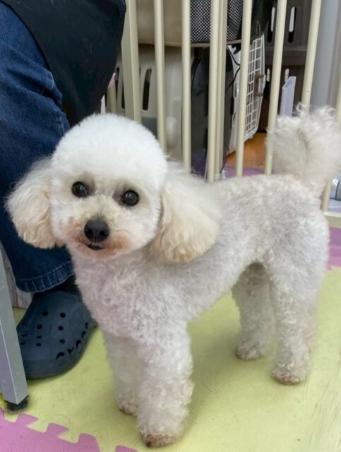 こむぎちゃん🐶
スタッフと手遊びして遊んだり、あまえたりしていました😆
小さい子達に遊びに誘われていました🙌
🐾🐶愛犬のお悩みご相談ください🐶🐾
@kenkohmura_official
↑フォロー待ってます↑
〒955-0091 新潟県三条市上須頃大割428−1
☎︎ 0256-35-2571
✉️ info@kenkohmura.jp
HP: https://kenkohmura.jp
LINE: https://lin.ee/7LIz5sb
#犬幸村#犬の幼稚園 #吠える噛む #犬のしつけ #トイレ
トイプードル トイプードル可愛い トイプードルだいすき