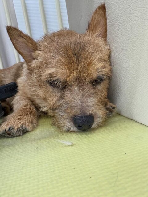 本日の鶴丸🐶
本日はニコペットのちびっ子やロンちゃん、らぶちゃん達と走り回ったりして疲れたのか夕方には寝ていました🤭

🐾🐶愛犬のお悩みご相談ください🐶🐾
@kenkohmura_official
 ↑フォロー待ってます↑

〒955-0091 新潟県三条市上須頃大割４２８−１
☎︎ 0256-35-2571
✉️ info@kenkohmura.jp
HP: https://kenkohmura.jp
LINE: https://lin.ee/7LIz5sb

#犬幸村#犬の幼稚園 #吠える、噛む #犬のしつけ #トイレ
ノーリッチテリアノーリッチテリア可愛いノーリッチテリア大好きノーリッチテリア倶楽部