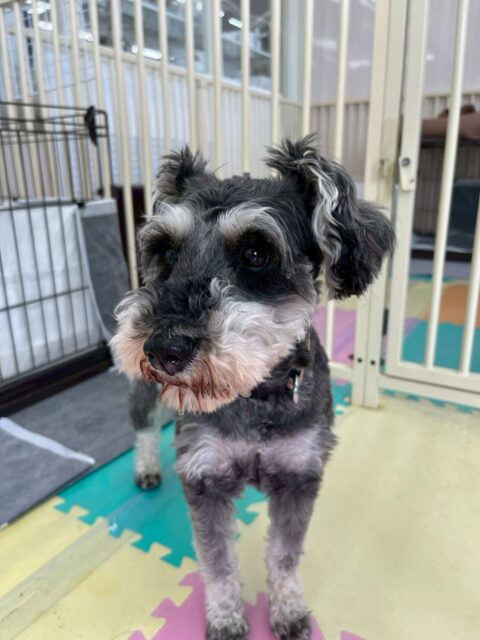 初来園のリュウちゃん🐶
本日は朝からいろんな子達がたくさん挨拶や匂いを嗅ぎに来ましたが端っこには行かずに園内をちゃんと歩き回ったり、匂いを嗅ぎ返したりできていて良かったです👏

お散歩トレーニングではスタッフさんに撫でてもらったり、しっかりお散歩もできていて非常に良いスタートとなりました👍

🐾🐶愛犬のお悩みご相談ください🐶🐾
@kenkohmura_official
 ↑フォロー待ってます↑

〒955-0091 新潟県三条市上須頃大割４２８−１
☎︎ 0256-35-2571
✉️ info@kenkohmura.jp
HP: https://kenkohmura.jp
LINE: https://lin.ee/7LIz5sb

#犬幸村#犬の幼稚園 #吠える、噛む #犬のしつけ #トイレ
シュナウザーシュナウザー可愛いシュナウザー大好きシュナウザー倶楽部