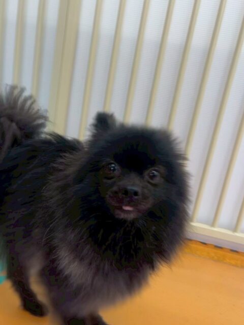 うにちゃん🐶
今日は園内を探検したり、色んな子たちの遊んでいる様子を観察したりしていました😊
お散歩ではトリミング室の中に入ってトリマーさんにお散歩をしてもらいました😆慣れない環境、慣れない人に緊張している様子でしたが頑張っていました👏

🐾🐶愛犬のお悩みご相談ください🐶🐾
@kenkohmura_official
 ↑フォロー待ってます↑

〒955-0091 新潟県三条市上須頃大割４２８−１
☎︎ 0256-35-2571
✉️ info@kenkohmura.jp
HP: https://kenkohmura.jp
LINE: https://lin.ee/7LIz5sb

#犬幸村#犬の幼稚園 #吠える、噛む #犬のしつけ #トイレ
ポメラニアン　ポメ　ぽめらにあん