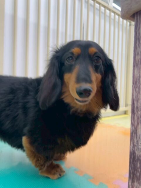 クッキーちゃん🐶
本日はゴロー丸ちゃんやニコペットのちびっ子達に匂いをかがれたり、夏紬ちゃんに後ろを追っかけられたりしていました🤭

🐾🐶愛犬のお悩みご相談ください🐶🐾
@kenkohmura_official
 ↑フォロー待ってます↑

〒955-0091 新潟県三条市上須頃大割４２８−１
☎︎ 0256-35-2571
✉️ info@kenkohmura.jp
HP: https://kenkohmura.jp
LINE: https://lin.ee/7LIz5sb

#犬幸村#犬の幼稚園 #吠える、噛む #犬のしつけ #トイレ
ダックスダックス可愛いダックス倶楽部ダックス大好き