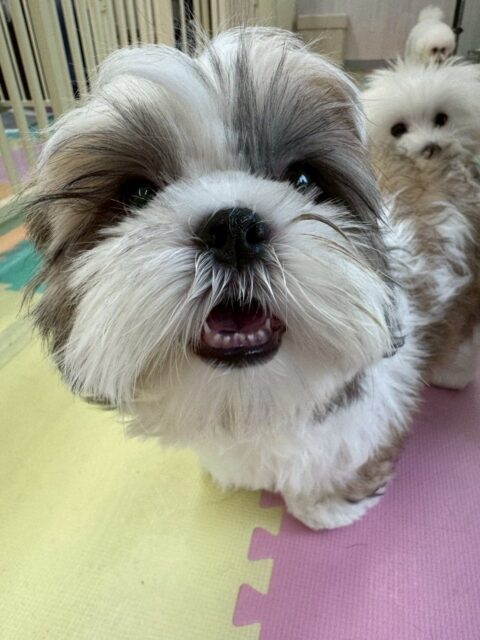 マルちゃん🐶
本日も頑張ってお手入れやシャンプー、カットなど最後までやらせてくれました👏
園内ではみんなと走り回ったり、みんなでワンプロをしたりして遊び回っていました👍
🐾🐶愛犬のお悩みご相談ください🐶🐾
@kenkohmura_official
↑フォロー待ってます↑
〒955-0091 新潟県三条市上須頃大割428−1
☎︎ 0256-35-2571
✉️ info@kenkohmura.jp
HP: https://kenkohmura.jp
LINE: https://lin.ee/7LIz5sb
#犬幸村#犬の幼稚園 #吠える、噛む #犬のしつけ #トイレ
シーズーシーズー可愛いシーズー大好きシーズー倶楽部