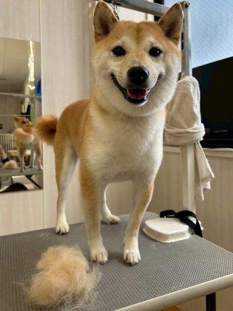 寅丸ちゃん🐶
小珀ちゃんやケン太ちゃんと激しくおしゃべりしたりしていました😆
お散歩トレーニングでは上手に歩いていたり、レーキング頑張っていました👏
🐾🐶愛犬のお悩みご相談ください🐶🐾
@kenkohmura_official
 ↑フォロー待ってます↑

〒955-0091 新潟県三条市上須頃大割４２８−１
☎︎ 0256-35-2571
✉️ info@kenkohmura.jp
HP: https://kenkohmura.jp
LINE: https://lin.ee/7LIz5sb

#犬幸村#犬の幼稚園 #吠える噛む #犬のしつけ #トイレ
  豆柴 豆柴可愛い 豆柴だいすき