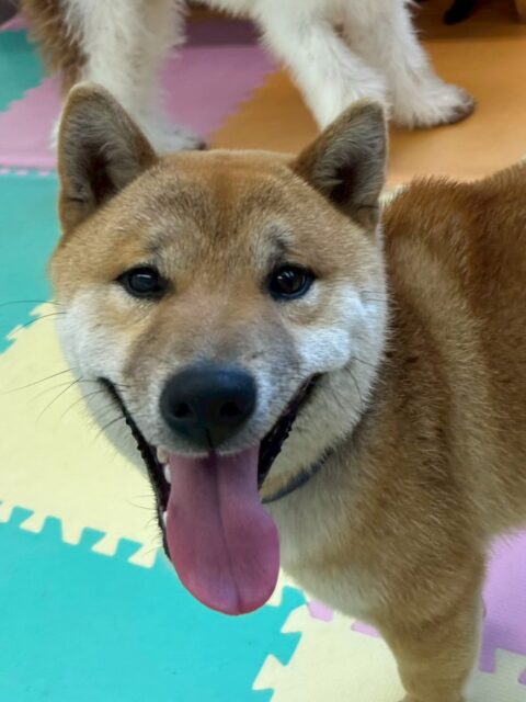 チャリーちゃん🐶
本日はのりまきちゃんや大吉ちゃん、ぽん太達と一緒に走り回ったりみんなで大はしゃぎで遊んで1日中ずーっと遊んでいました🤭

🐾🐶愛犬のお悩みご相談ください🐶🐾
@kenkohmura_official
 ↑フォロー待ってます↑

〒955-0091 新潟県三条市上須頃大割４２８−１
☎︎ 0256-35-2571
✉️ info@kenkohmura.jp
HP: https://kenkohmura.jp
LINE: https://lin.ee/7LIz5sb

#犬幸村#犬の幼稚園 #吠える、噛む #犬のしつけ #トイレ
柴犬柴犬可愛い柴犬大好き柴犬倶楽部
