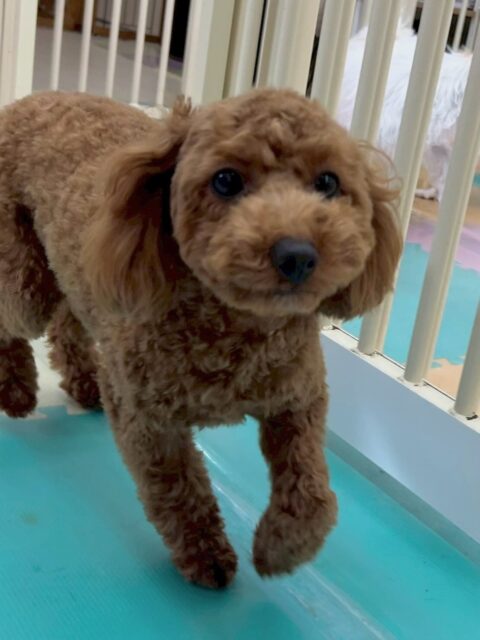 モカちゃん🐶
本日はきりまるちゃんやぽん太達とワンプロをしたり、ニコペットのちびっ子達と走り回ったりして非常に楽しそうに過ごしていました🤭
🐾🐶愛犬のお悩みご相談ください🐶🐾
@kenkohmura_official
↑フォロー待ってます↑
〒955-0091 新潟県三条市上須頃大割428−1
☎︎ 0256-35-2571
✉️ info@kenkohmura.jp
HP: https://kenkohmura.jp
LINE: https://lin.ee/7LIz5sb
#犬幸村#犬の幼稚園 #吠える、噛む #犬のしつけ #トイレ
トイプートイプー可愛いトイプー倶楽部トイプー大好き