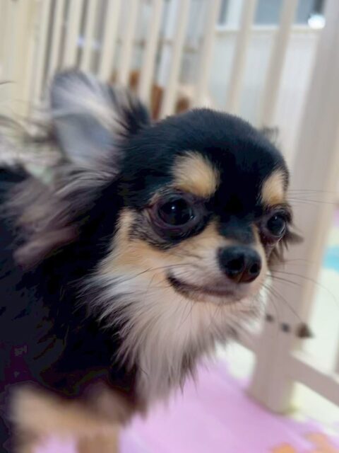 きりまるちゃん&まろちゃん🐶
今日はきりまるちゃんはモカちゃんやお店の小さい子達とプロレスごっこをしたり、追いかけっこをしたりしていました☺️
まろちゃんはマルちゃんの匂いを嗅いだり、きりまるちゃんとプロレスごっこをしていました😊
🐾🐶愛犬のお悩みご相談ください🐶🐾
@kenkohmura_official
↑フォロー待ってます↑
〒955-0091 新潟県三条市上須頃大割428−1
☎︎ 0256-35-2571
✉️ info@kenkohmura.jp
HP: https://kenkohmura.jp
LINE: https://lin.ee/7LIz5sb
#犬幸村#犬の幼稚園 #吠える、噛む #犬のしつけ #トイレ
チワワ ちわわ チワワだいすき