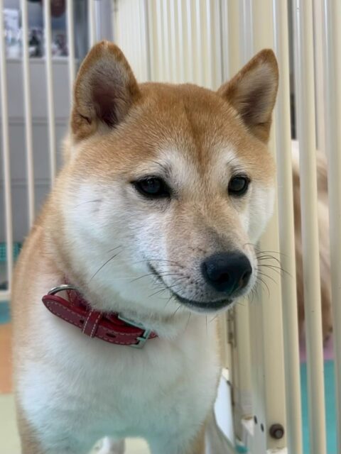 寅丸ちゃん🐶
本日もレーキングイヤイヤながら最後まで頑張ってくれました👍たくさを抜けて本人も気持ちいいのか嬉しそうな表情でした😍
園内では初めましてのくうちゃんや北斗ちゃん、夏紬ちゃん達とみんなで走り回ったり、ワンプロをしたりして非常に楽しそうに遊んでいました👏
🐾🐶愛犬のお悩みご相談ください🐶🐾
@kenkohmura_official
↑フォロー待ってます↑
〒955-0091 新潟県三条市上須頃大割428−1
☎︎ 0256-35-2571
✉️ info@kenkohmura.jp
HP: https://kenkohmura.jp
LINE: https://lin.ee/7LIz5sb
#犬幸村#犬の幼稚園 #吠える、噛む #犬のしつけ #トイレ
柴犬柴犬可愛い柴犬大好き柴犬倶楽部