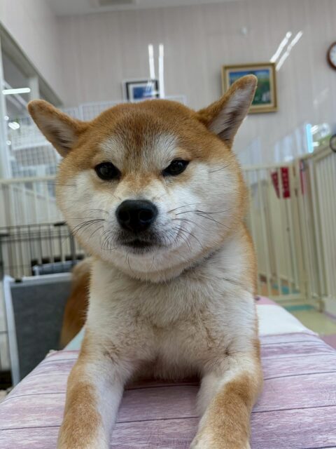 こまちゃん🐶
本日は朝から大好きな椅子の上で手遊びをしたり、のりまきちゃんやププちゃん達にちょっかいを出されてなんだよー‼️とブチギレたりしていました🤭

🐾🐶愛犬のお悩みご相談ください🐶🐾
@kenkohmura_official
 ↑フォロー待ってます↑

〒955-0091 新潟県三条市上須頃大割４２８−１
☎︎ 0256-35-2571
✉️ info@kenkohmura.jp
HP: https://kenkohmura.jp
LINE: https://lin.ee/7LIz5sb

#犬幸村#犬の幼稚園 #吠える、噛む #犬のしつけ #トイレ
柴犬柴犬可愛い柴犬大好き柴犬倶楽部柴犬可愛いすぎる