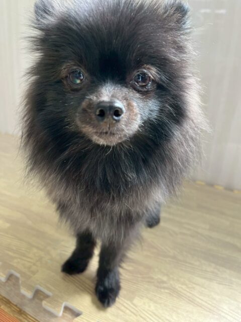 うにちゃん🐶
本日から歯磨きトレーニングを開始しました‼️歯磨きかなり上手で良い子にできていたのでよかったです👏
歯の状態もかなり綺麗なのでこれをキープできるように頑張りましょう✊

園内ではきりまるちゃんやまろちゃん達に匂いを嗅がれたり、ニコペットのちびっ子達がたくさん出ていましたが、すみにいたりすることはなく、かなり堂々とできるようになってきました👍

🐾🐶愛犬のお悩みご相談ください🐶🐾
@kenkohmura_official
 ↑フォロー待ってます↑

〒955-0091 新潟県三条市上須頃大割４２８−１
☎︎ 0256-35-2571
✉️ info@kenkohmura.jp
HP: https://kenkohmura.jp
LINE: https://lin.ee/7LIz5sb

#犬幸村#犬の幼稚園 #吠える、噛む #犬のしつけ #トイレ
ポメラニアンポメラニアン大好きポメラニアン倶楽部ポメラニアン大好き